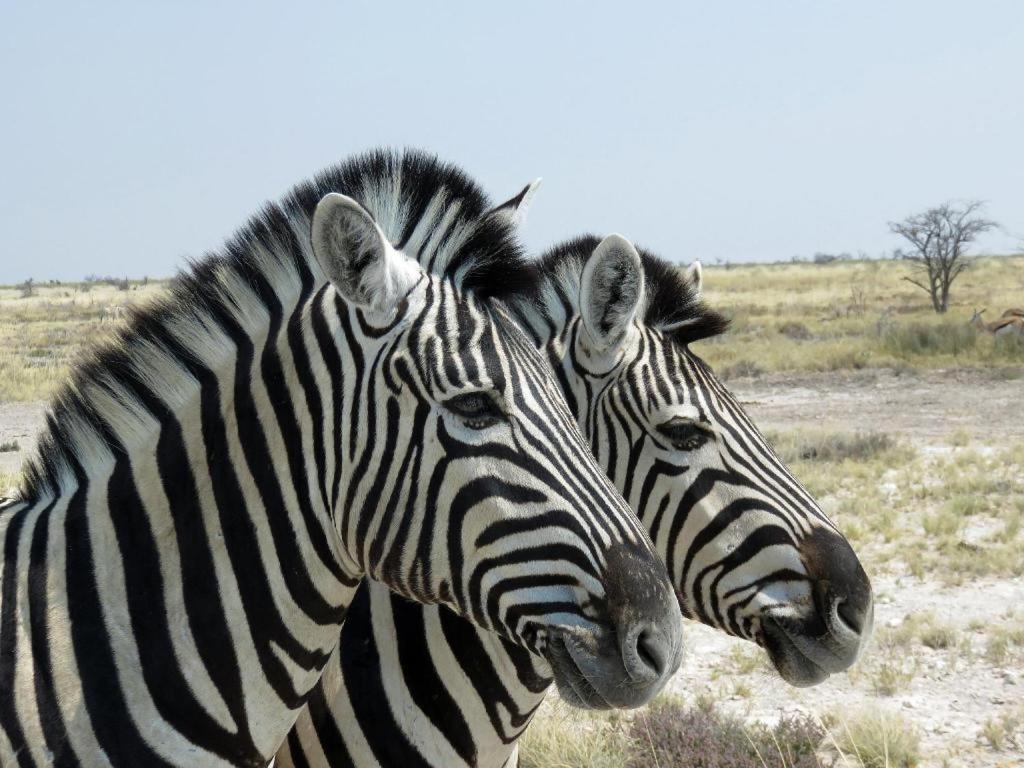 Etosha Safari Camp, Etosha National Park, Namibia Hotell Okaukuejo Exteriör bild