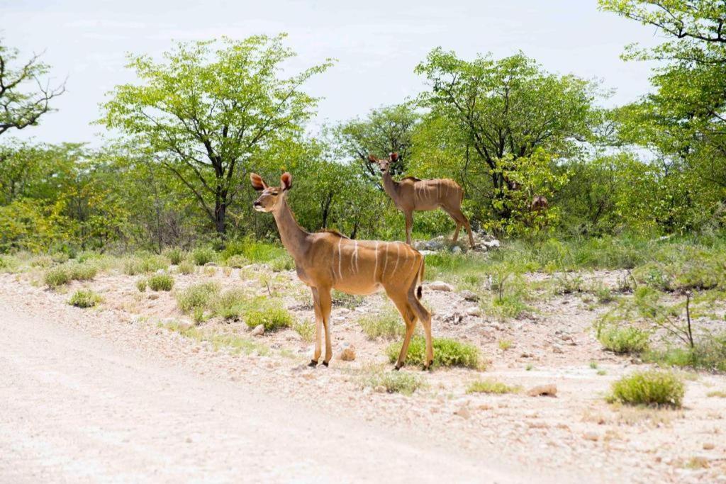 Etosha Safari Camp, Etosha National Park, Namibia Hotell Okaukuejo Exteriör bild